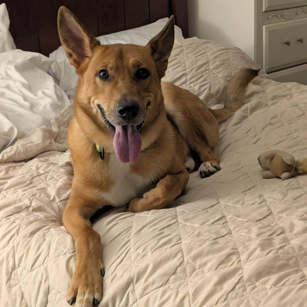 Dingo, a Adoptable mixed breed in Columbia, IL image 1/6