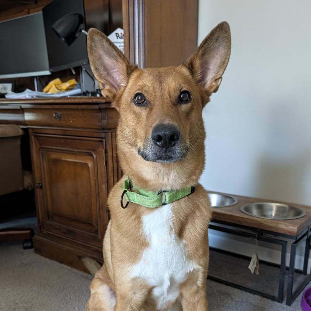 Dingo, a Adoptable mixed breed in Columbia, IL image 2/6