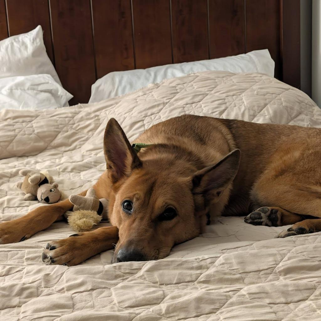 Dingo, a Adoptable mixed breed in Columbia, IL image 3/6
