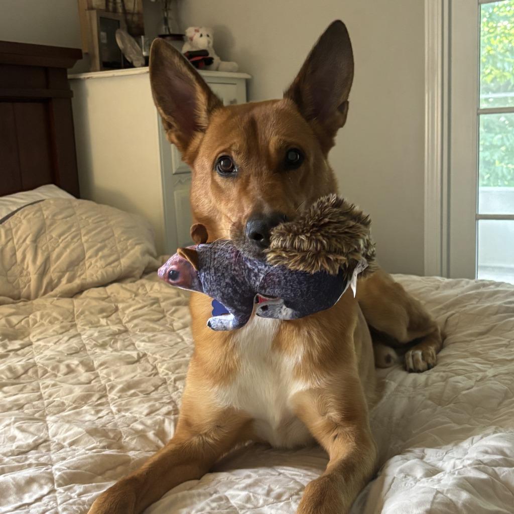 Dingo, a Adoptable mixed breed in Columbia, IL image 2/3