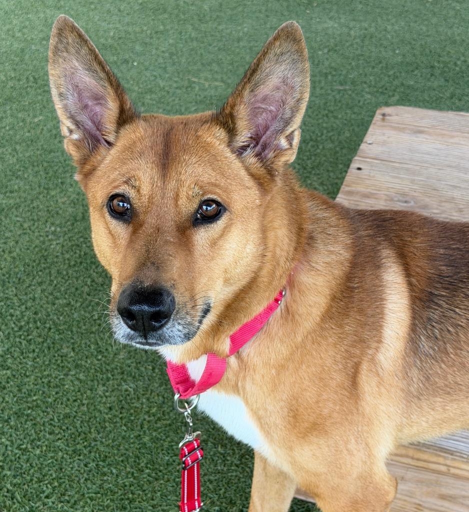 Dingo, Adoptable, Adult Male Carolina Dog & Shepherd.