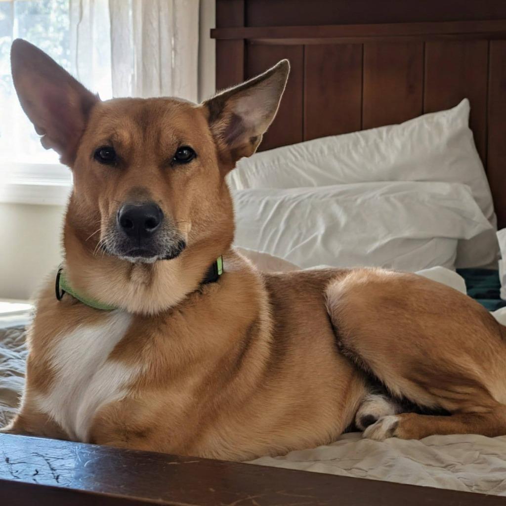 Dingo, a Adoptable mixed breed in Columbia, IL image 4/6