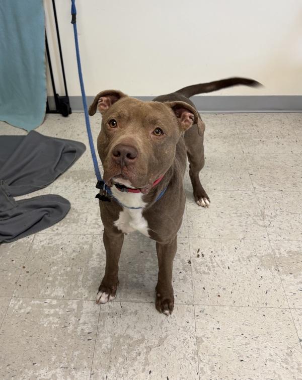 Enlarge Hendrix, a Adoptable mixed breed in Salt Lake City, UT image 1/1