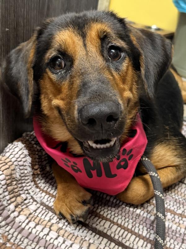 Sallee, Adoptable, Young Female Labrador Retriever & Hound.