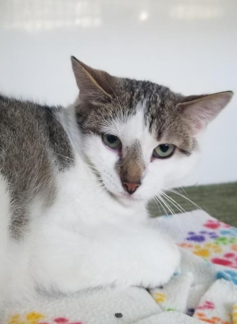 Myst, Adoptable, Adult Female Domestic Short Hair.