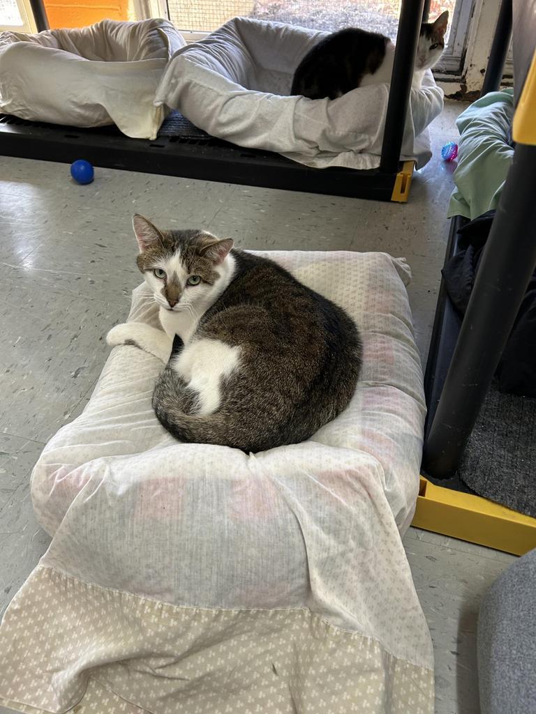 Myst, a Adoptable mixed breed in Jim Thorpe, PA image 5/5