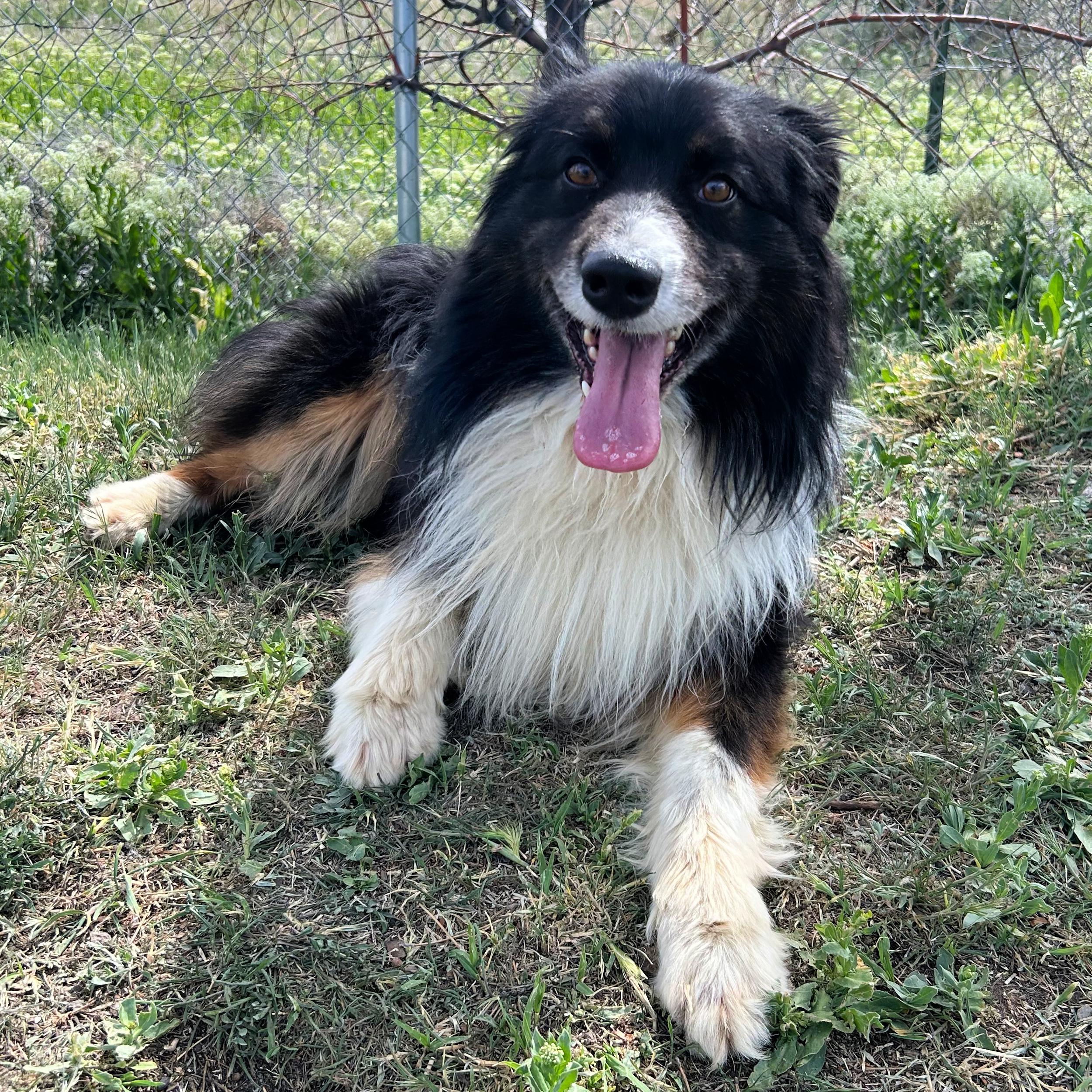 Enlarge Lucky, a ADOPTABLE mixed breed in Lindon, UT image 6/6