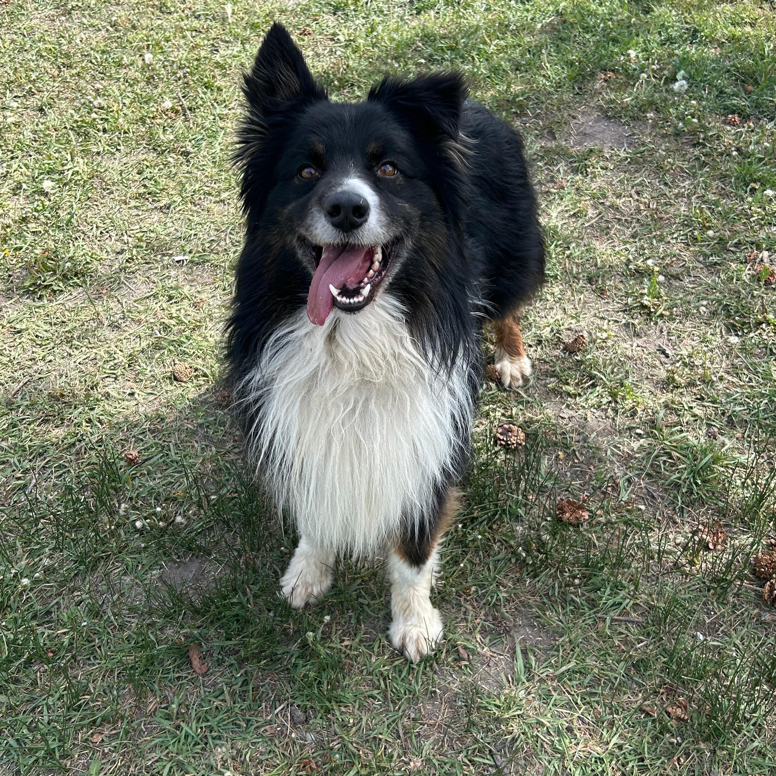 Enlarge Lucky, a ADOPTABLE mixed breed in Lindon, UT image 5/6