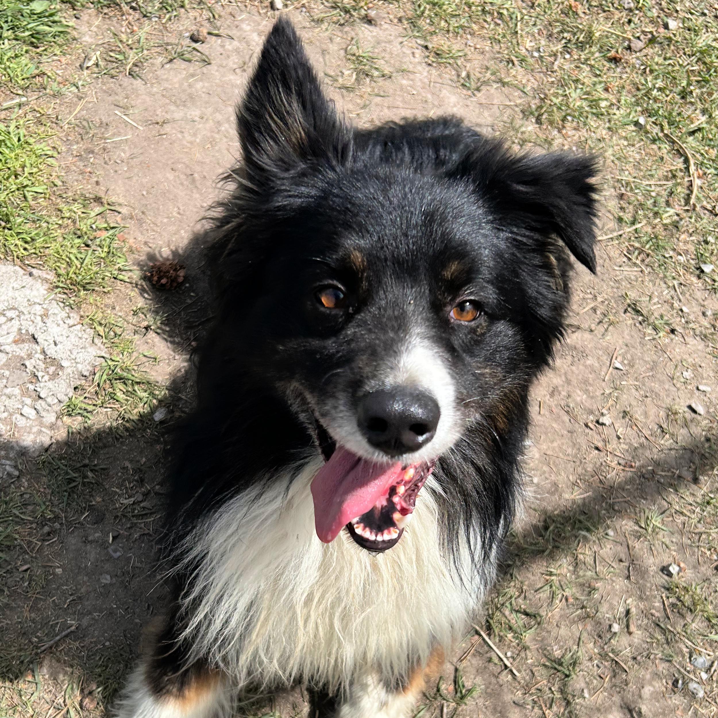 Enlarge Lucky, a ADOPTABLE mixed breed in Lindon, UT image 3/6