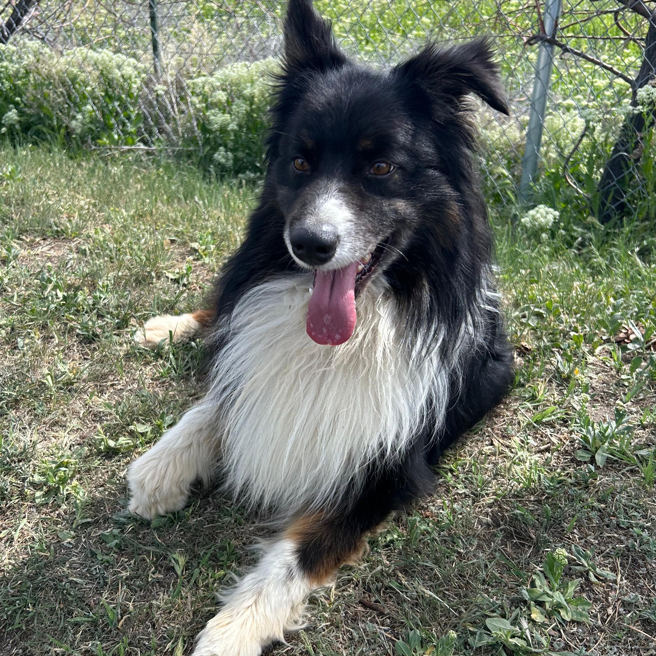 Enlarge Lucky, a ADOPTABLE mixed breed in Lindon, UT image 1/6