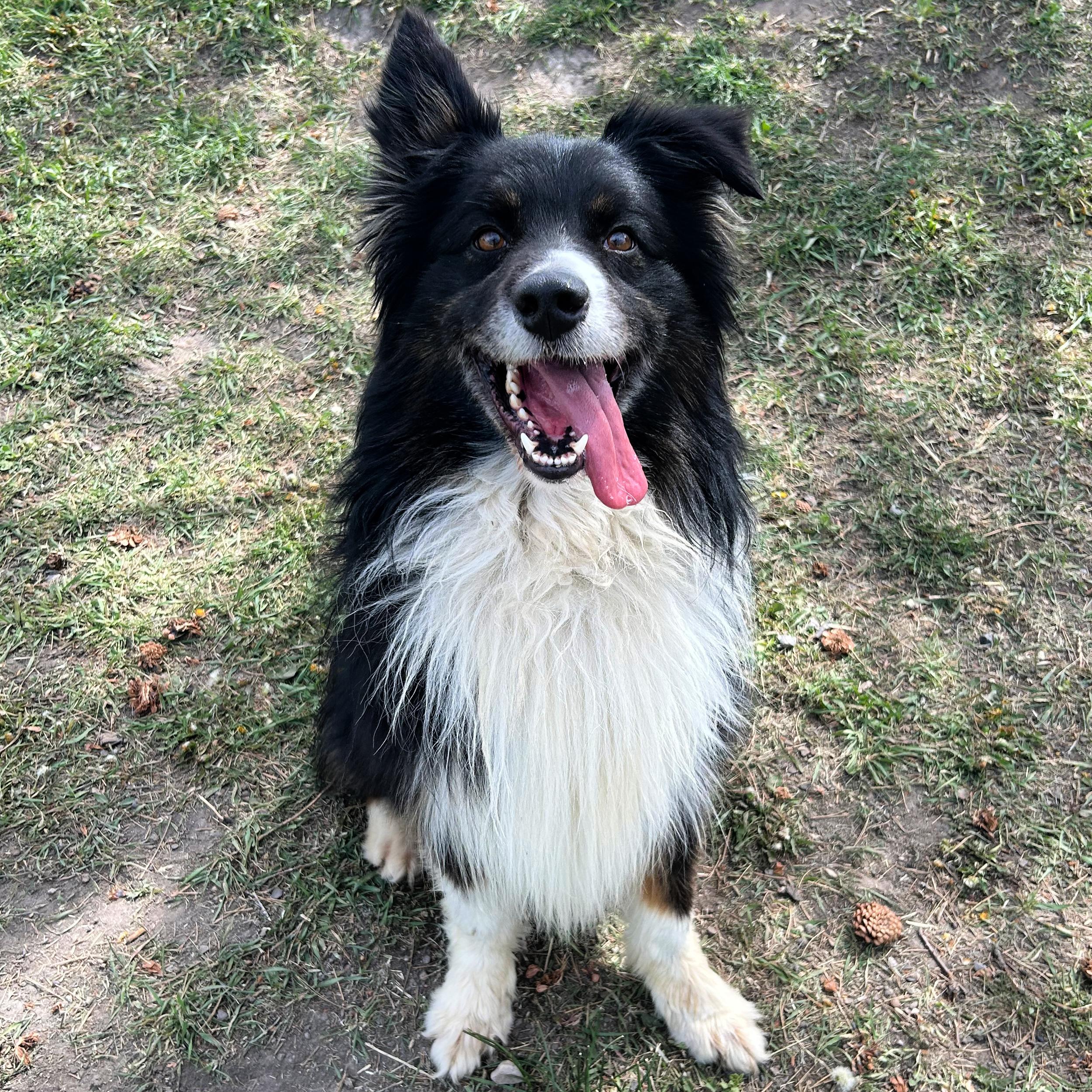 Enlarge Lucky, a ADOPTABLE mixed breed in Lindon, UT image 4/6