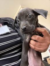 Enlarge Ashton, a Adoptable mixed breed in Effingham, SC image 1/1