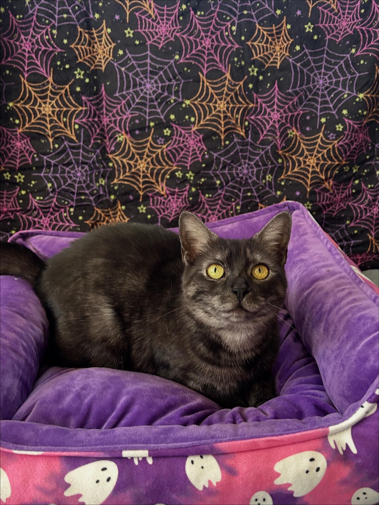 Enlarge Rune, a Adoptable mixed breed in Fort Oglethorpe, GA image 2/6