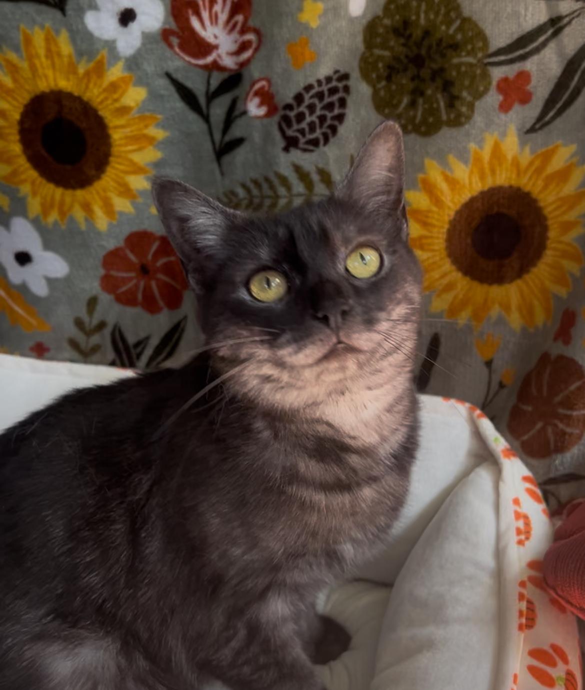 Enlarge Rune, a Adoptable mixed breed in Fort Oglethorpe, GA image 3/6