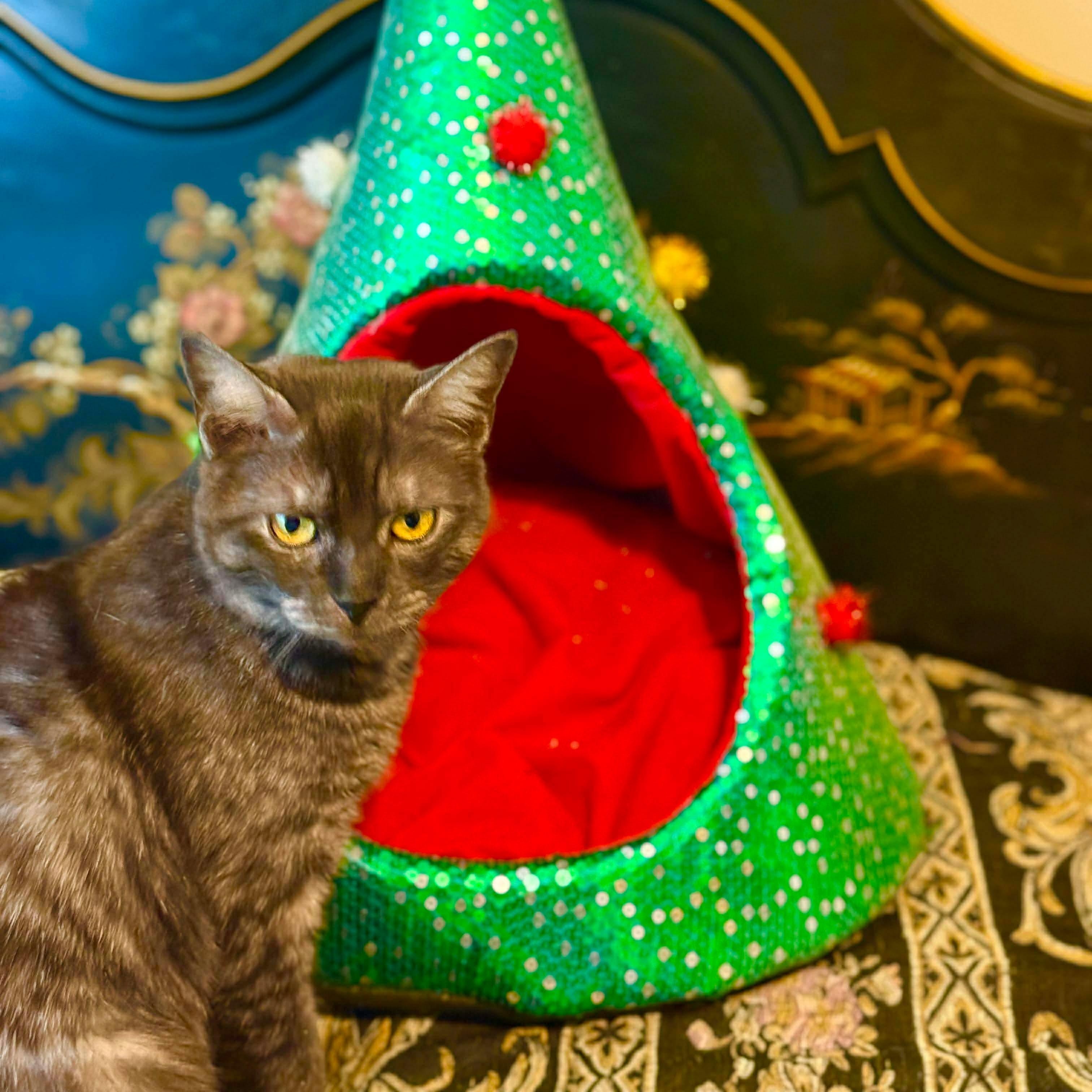 Enlarge Rune, a Adoptable mixed breed in Fort Oglethorpe, GA image 4/6