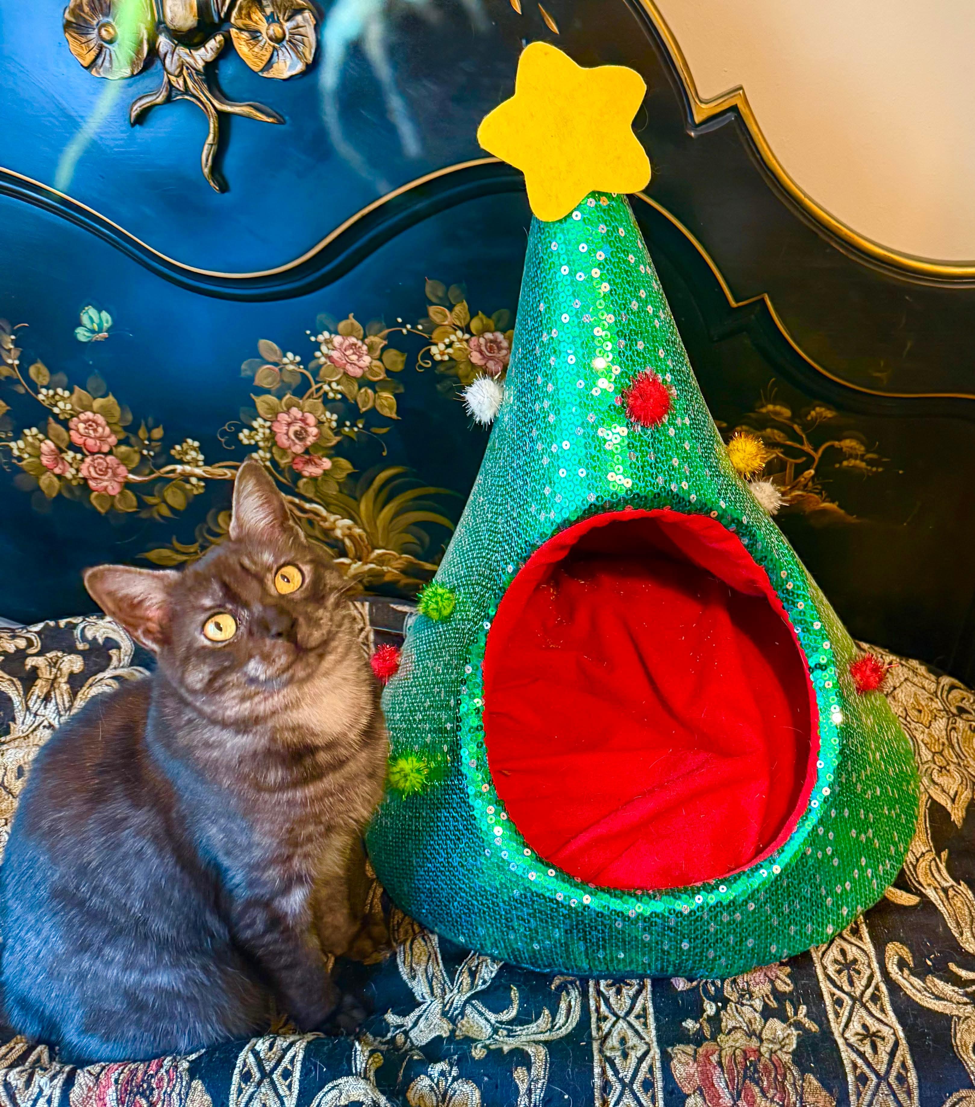 Enlarge Rune, a Adoptable mixed breed in Fort Oglethorpe, GA image 5/6