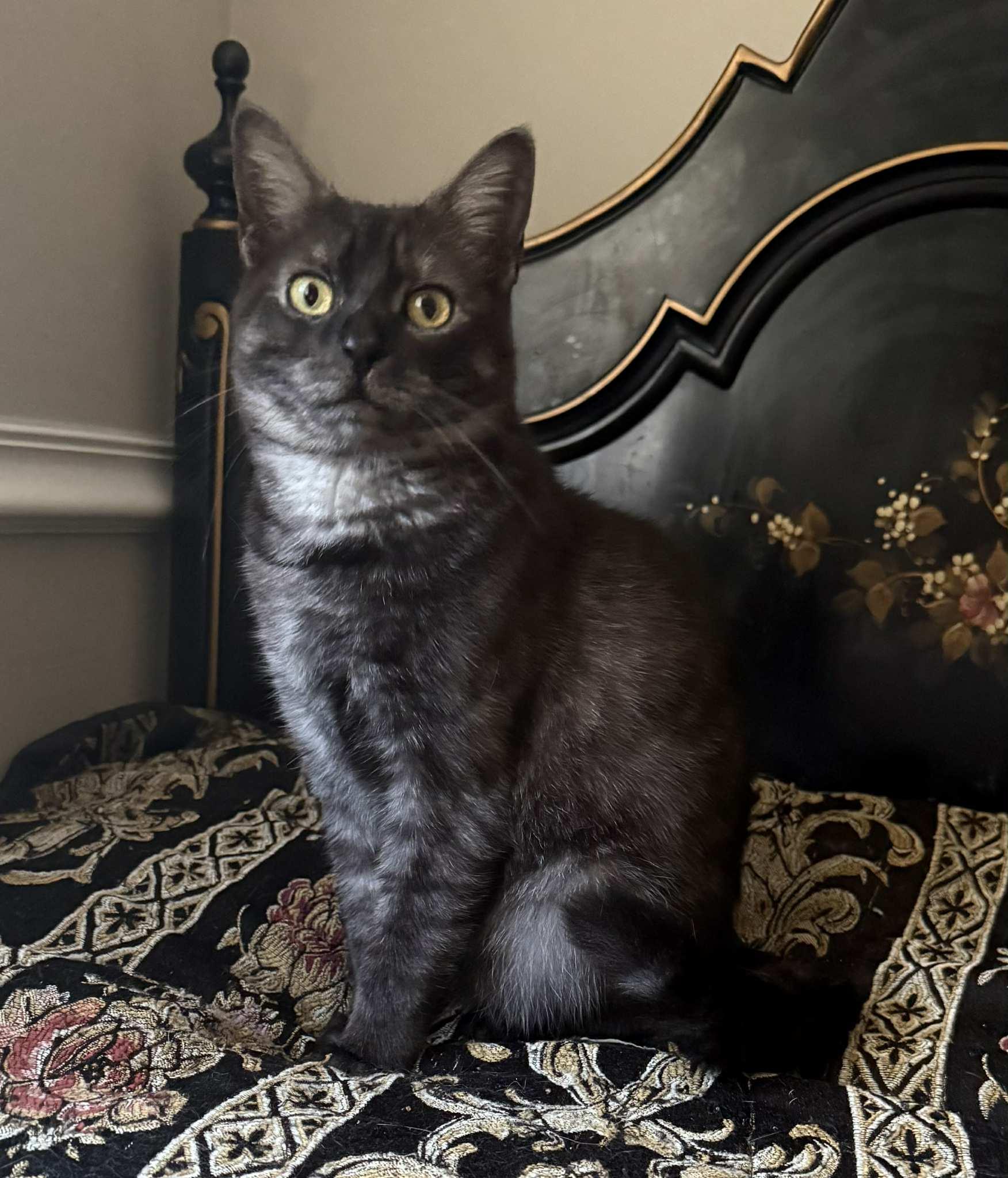 Enlarge Rune, a Adoptable mixed breed in Fort Oglethorpe, GA image 1/6