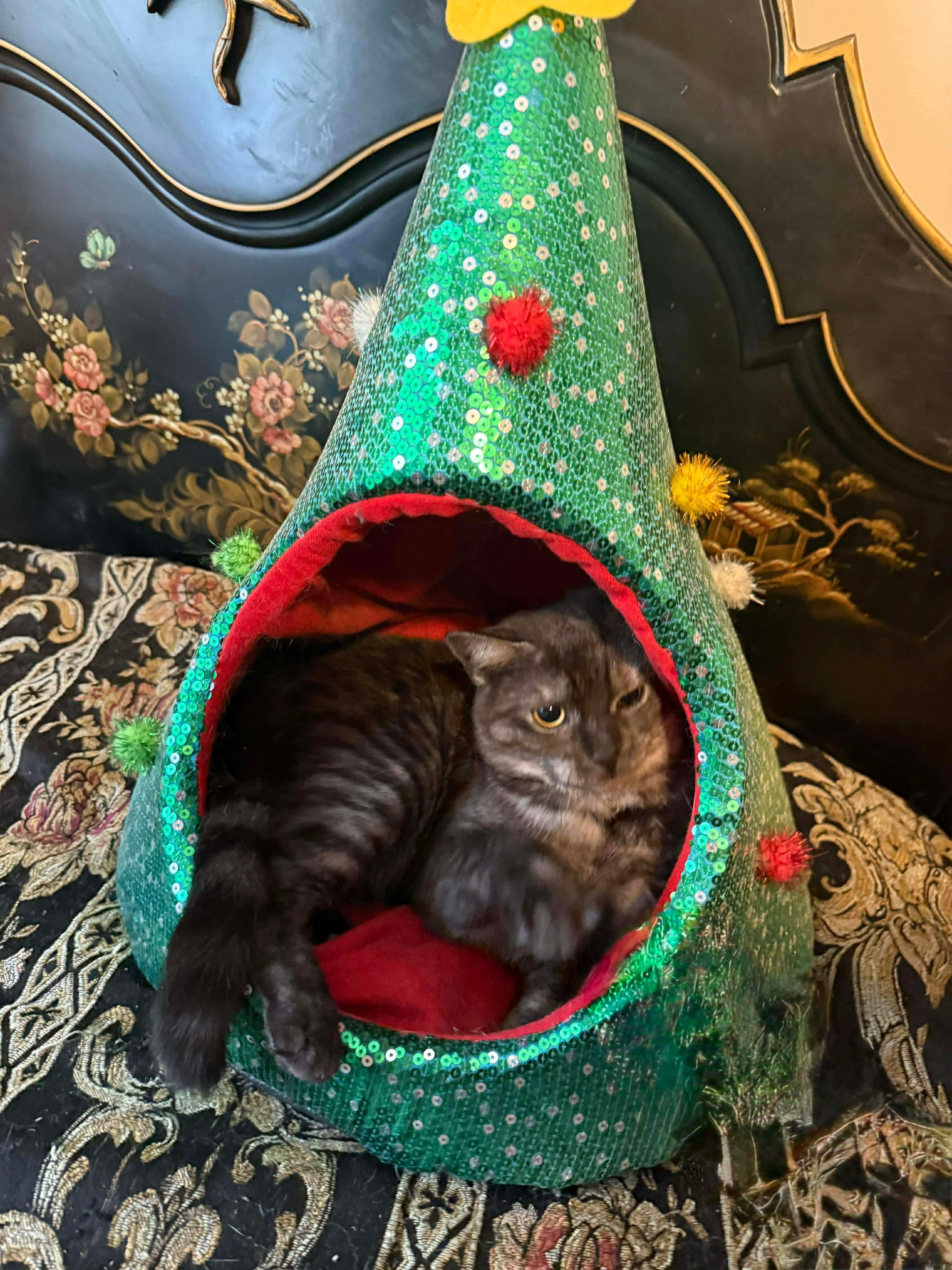 Enlarge Rune, a Adoptable mixed breed in Fort Oglethorpe, GA image 6/6