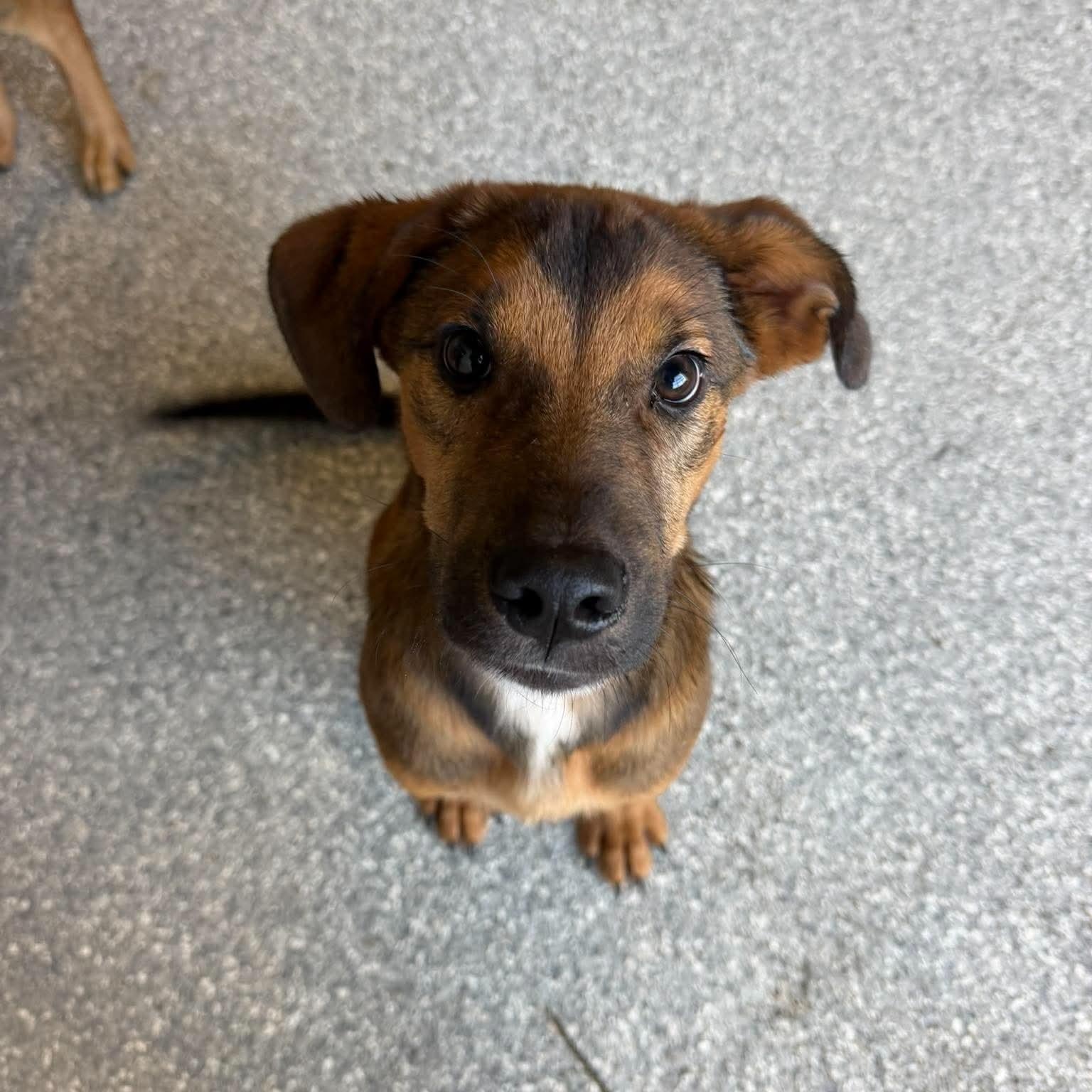Enlarge Gambino, a Adoptable Mixed Breed in Charlotte, NC image 3/6