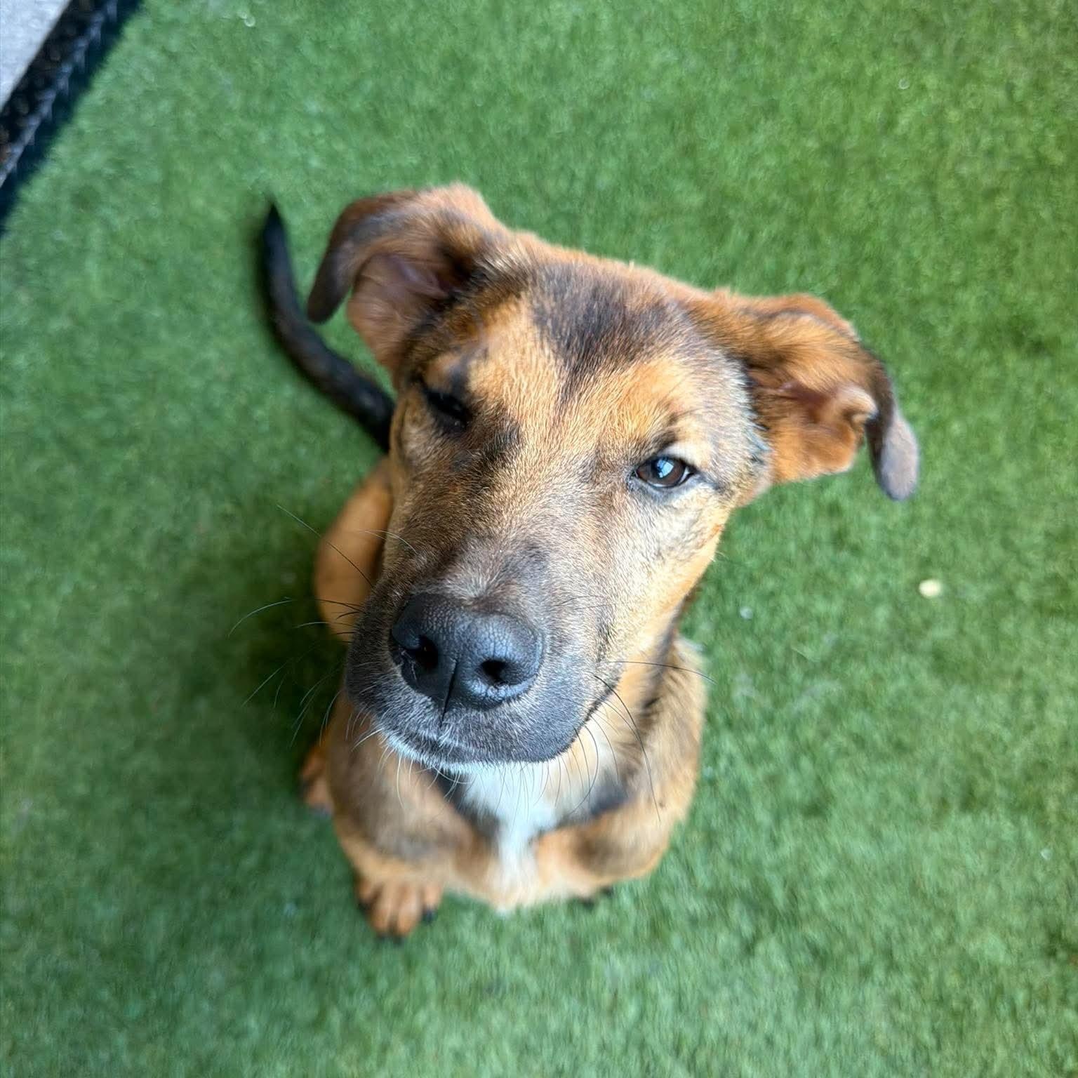 Enlarge Gambino, a Adoptable Mixed Breed in Charlotte, NC image 2/6