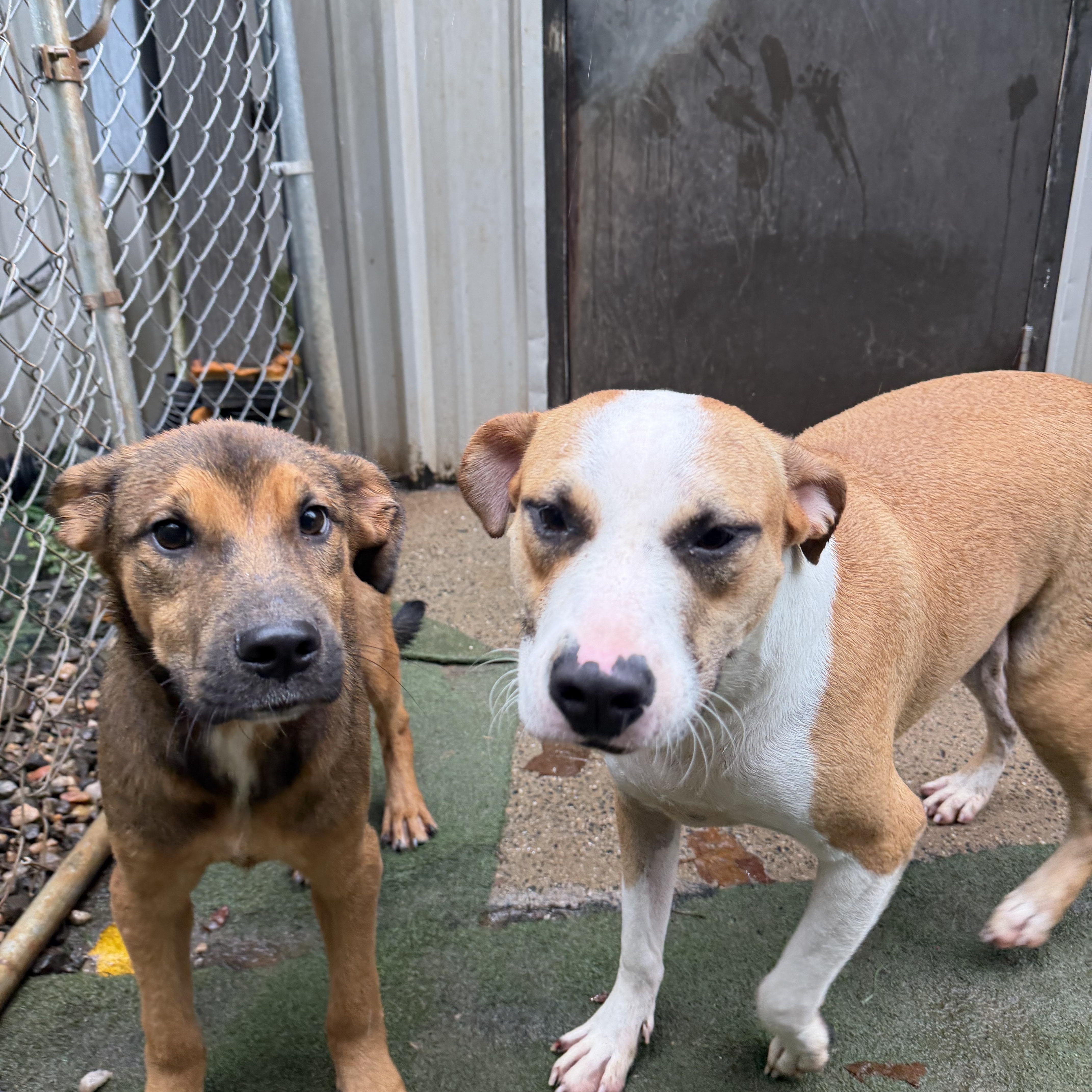 Enlarge Gambino, a Adoptable Mixed Breed in Charlotte, NC image 5/6
