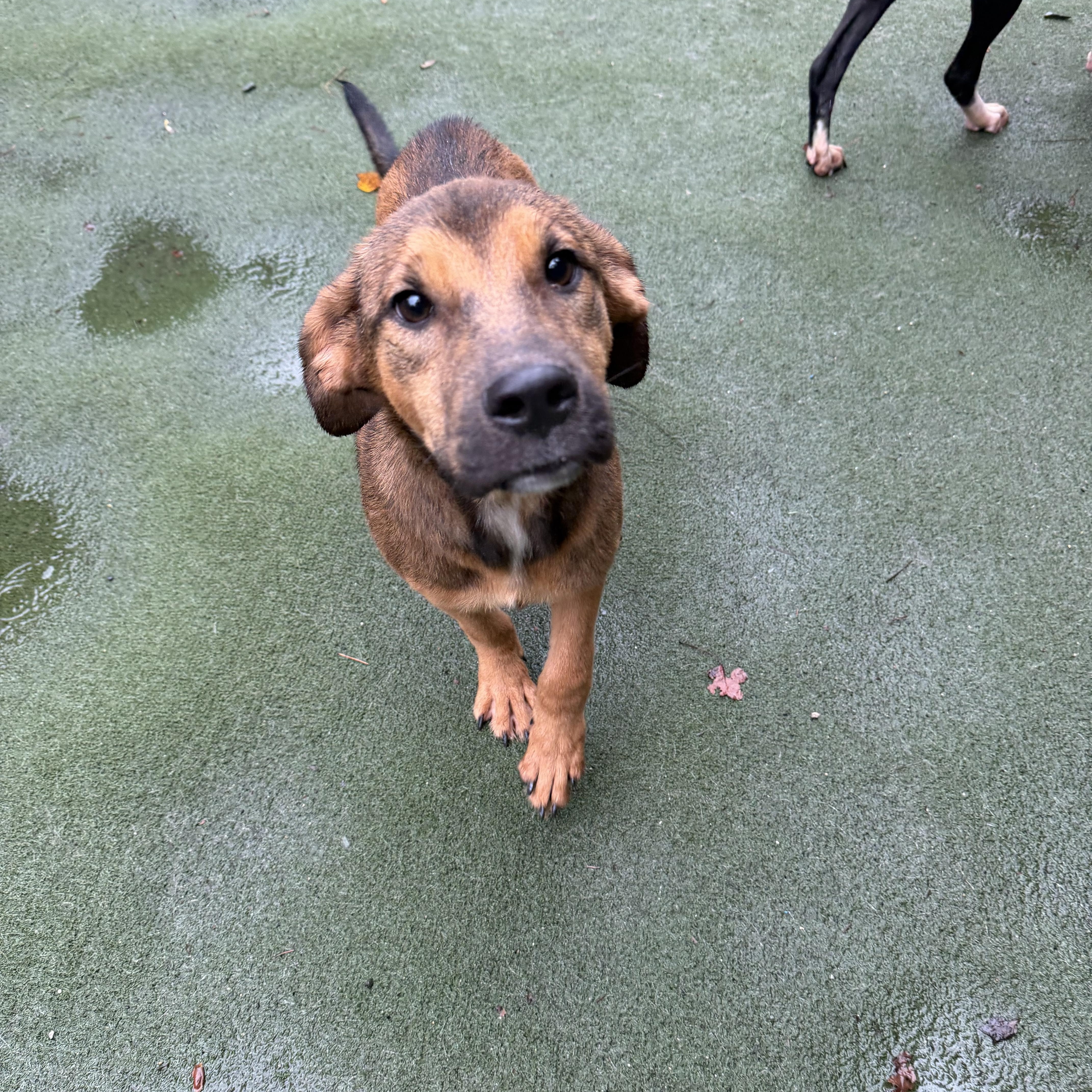 Enlarge Gambino, a Adoptable Mixed Breed in Charlotte, NC image 4/6