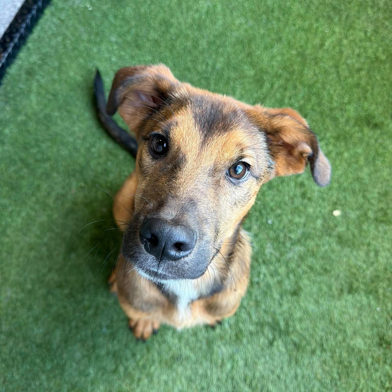 Gambino, Adoptable, Puppy Male Mixed Breed.