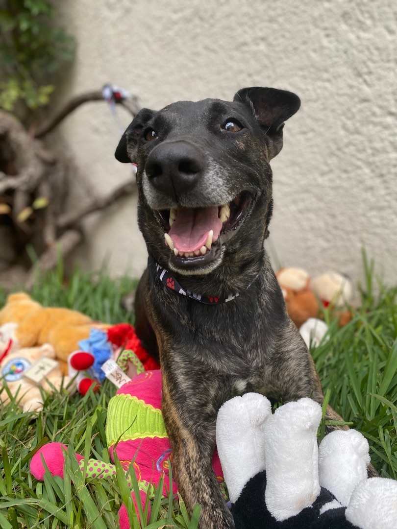 Romeo , Adoptable, Adult Male German Shepherd Dog & Labrador Retriever.