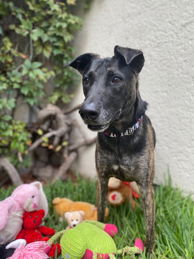 Enlarge Romeo , a Adoptable mixed breed in Warren, MI image 2/6