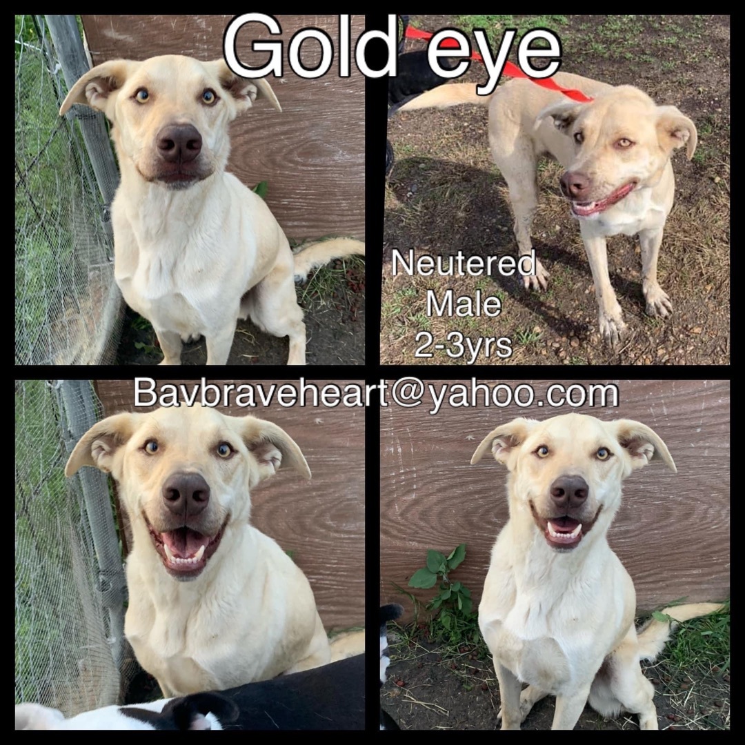 Gold Eye aka 007