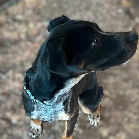 BALDWIN, Adoptable, Young Male American Staffordshire Terrier & Australian Cattle Dog / Blue Heeler.