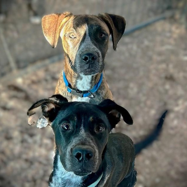 BALDWIN, a Adoptable mixed breed in Murrieta, CA image 2/4