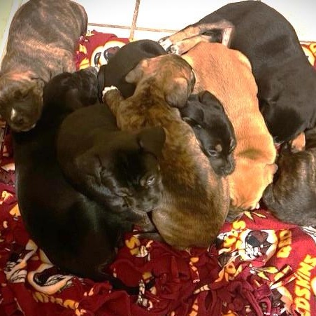 BALDWIN, a Adoptable mixed breed in Murrieta, CA image 3/4