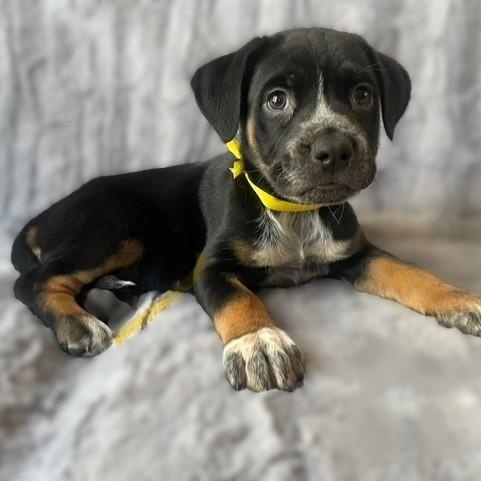 BALDWIN, a Adoptable mixed breed in Murrieta, CA image 4/4