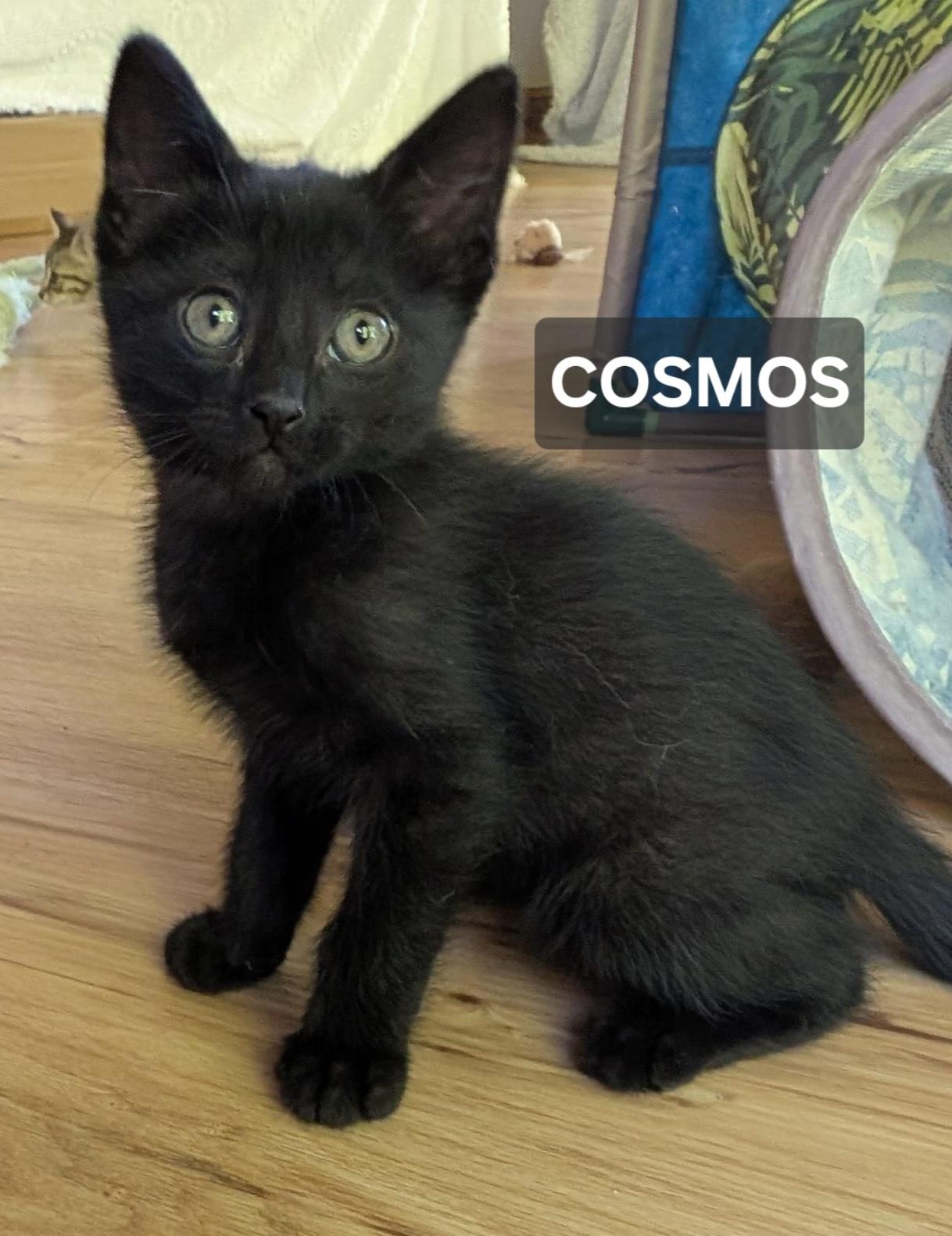 Cosmos, ADOPTABLE, Young Male Domestic Short Hair.
