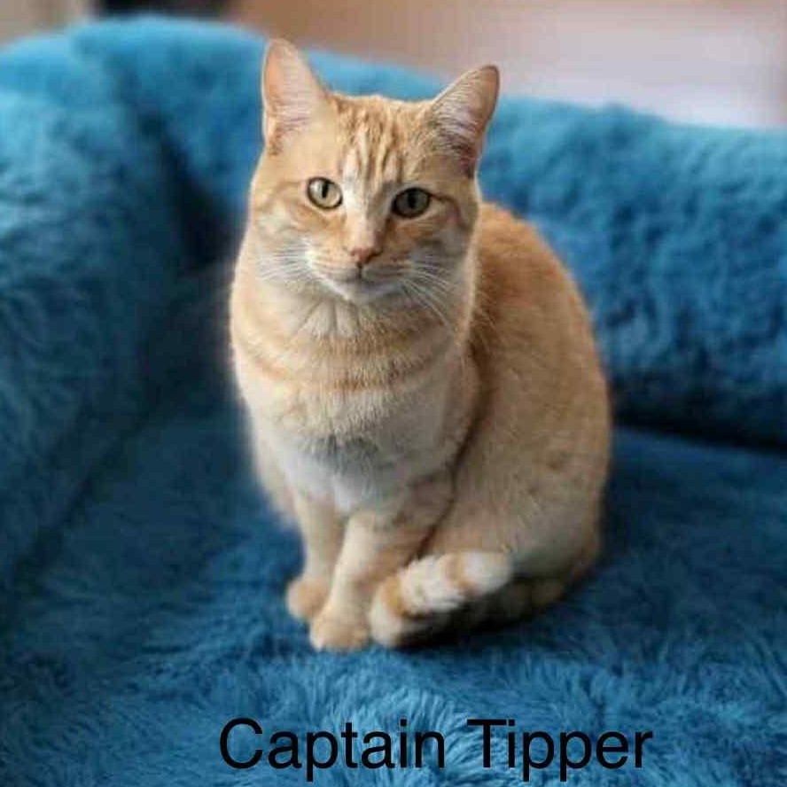 Captain Tipper