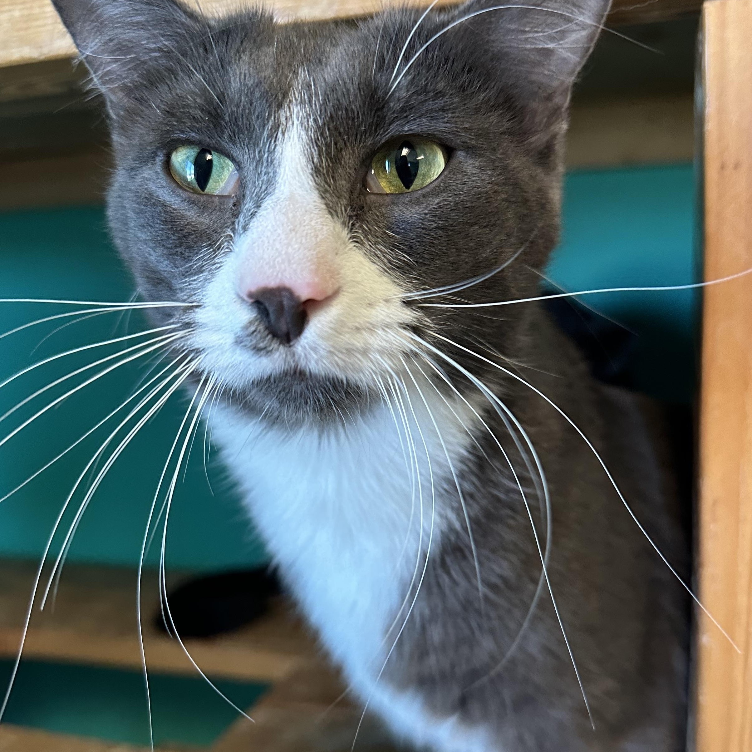 Sparky, an adoptable Domestic Short Hair in Brookings, SD, 57006 | Photo Image 2