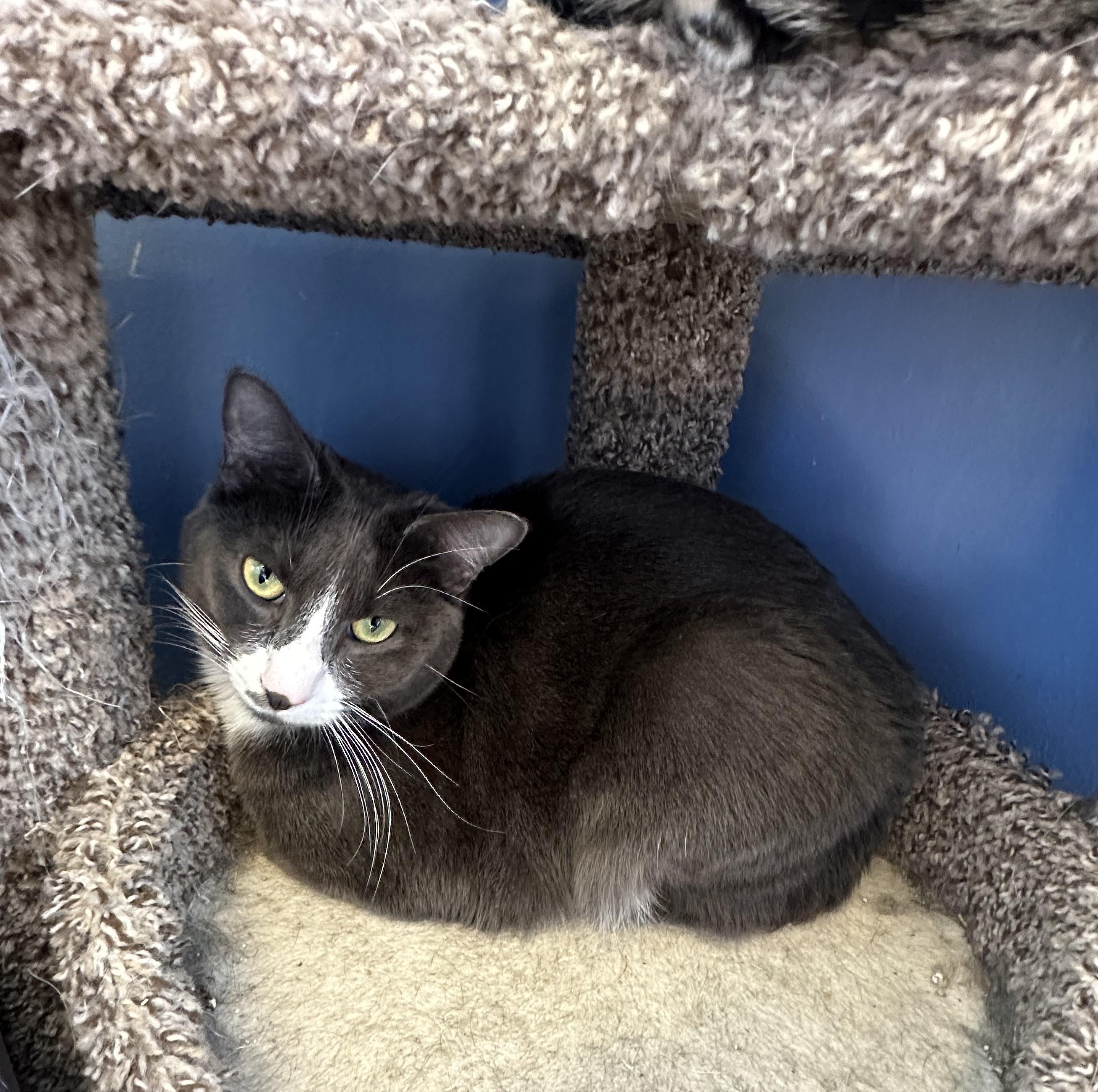 Sparky, an adoptable Domestic Short Hair in Brookings, SD, 57006 | Photo Image 1