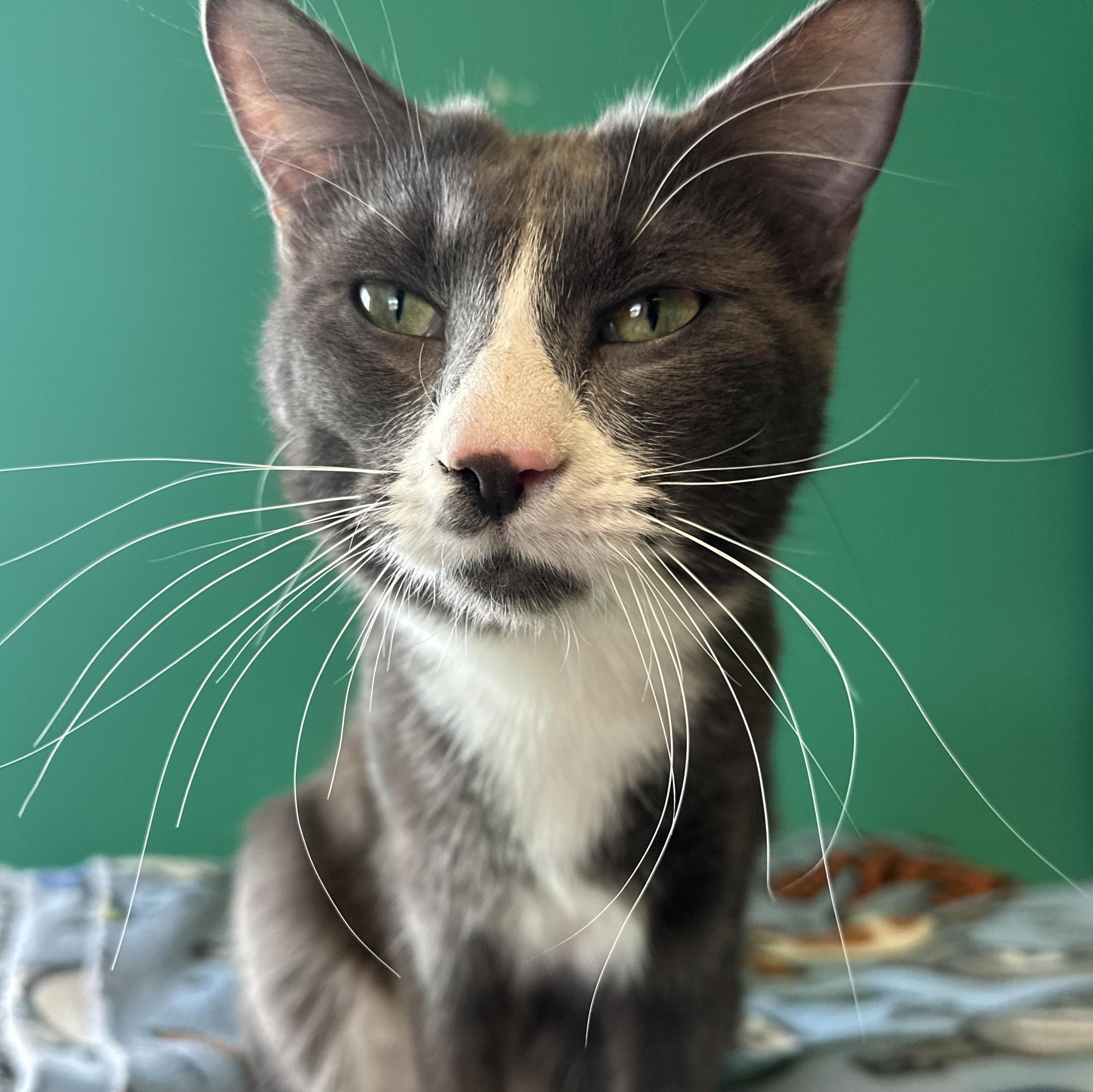 Sparky, Young Male Domestic Short Hair