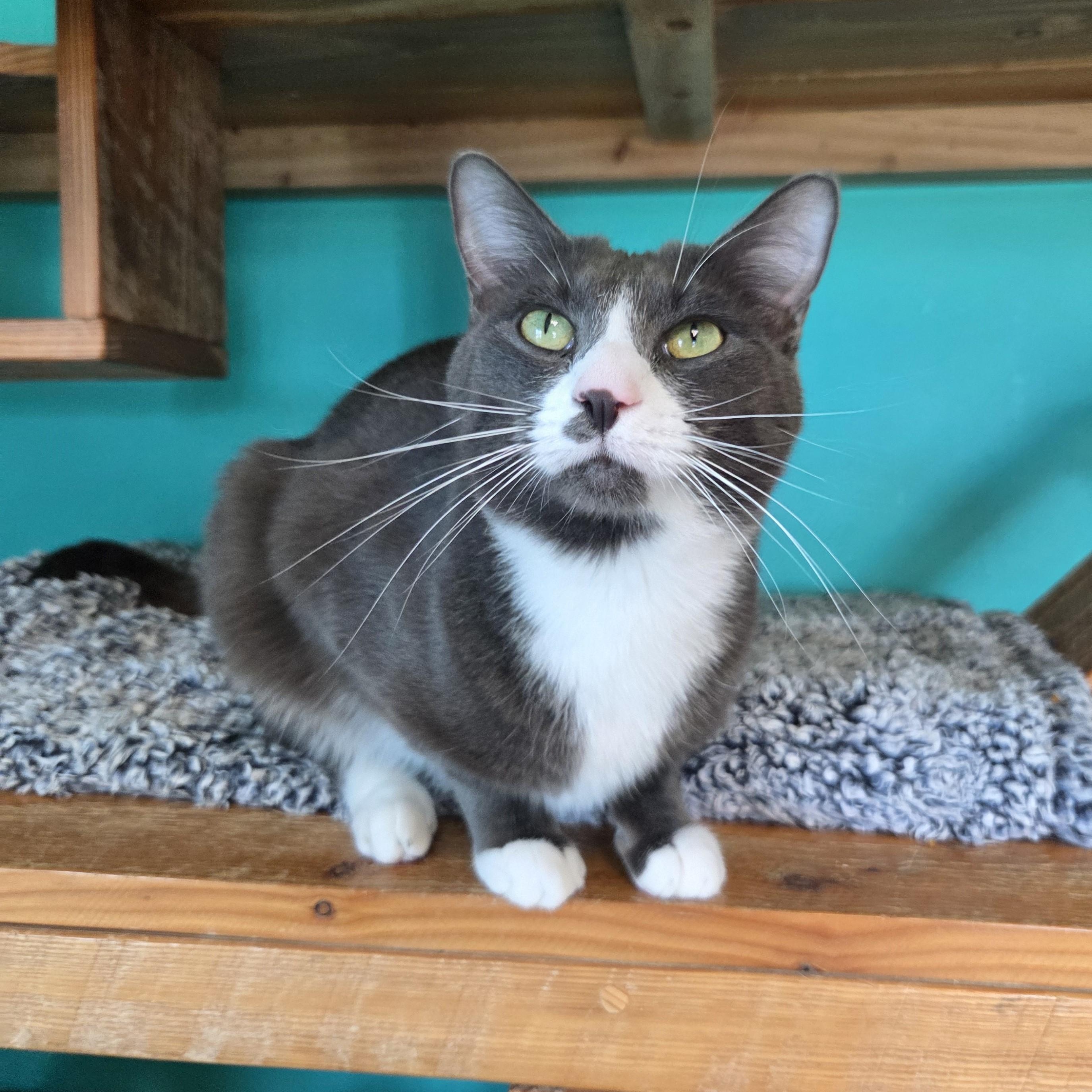 Sparky, Adoptable, Young Male Domestic Short Hair.