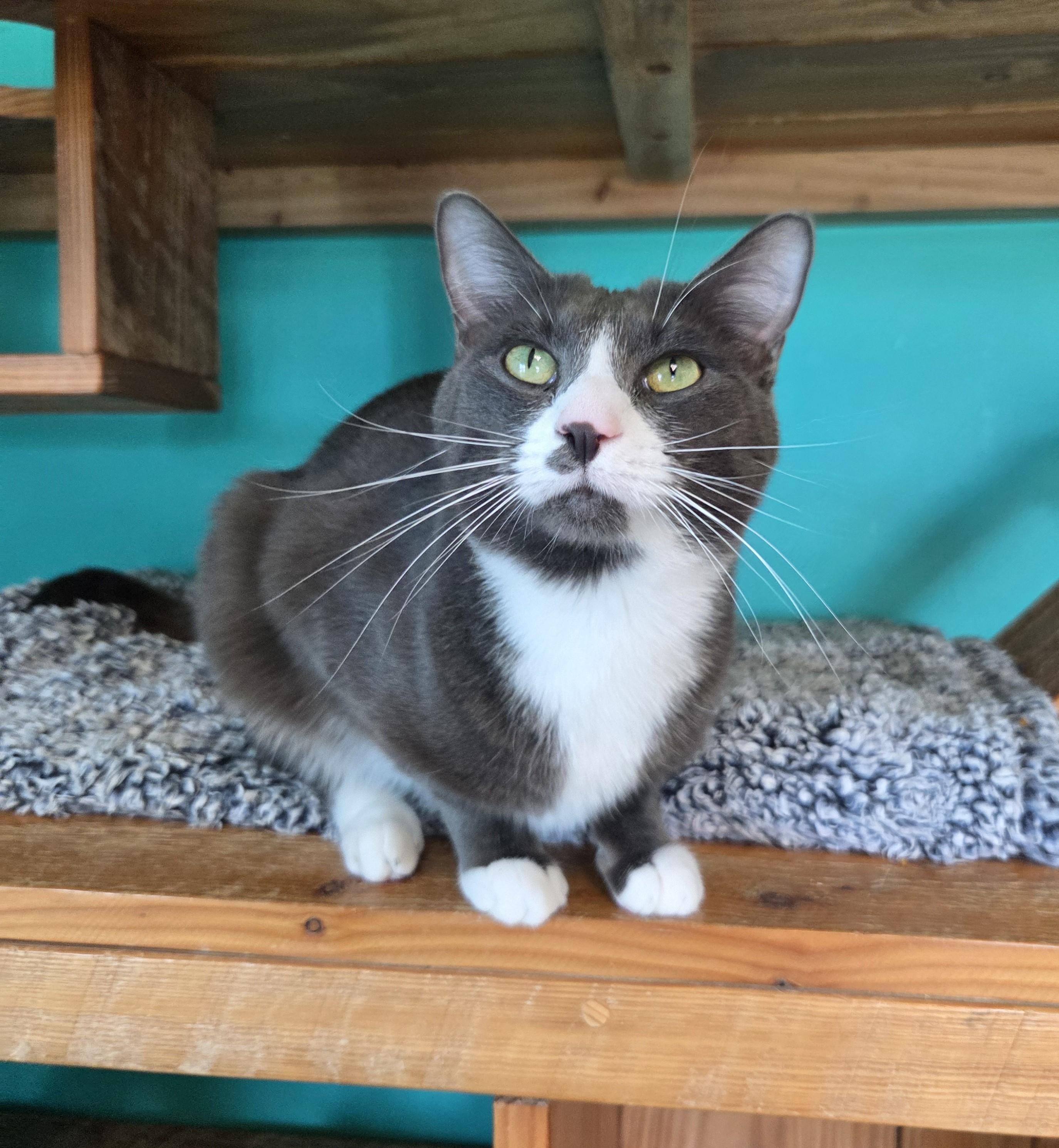 Sparky, an adoptable Domestic Short Hair in Brookings, SD, 57006 | Photo Image 1