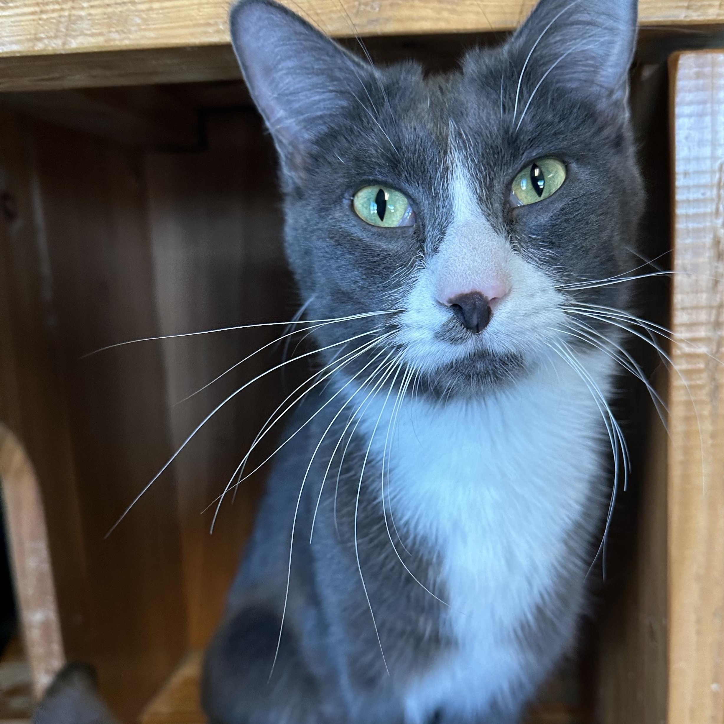 Enlarge Sparky, a Adoptable Domestic Short Hair in Brookings, SD image 3/3