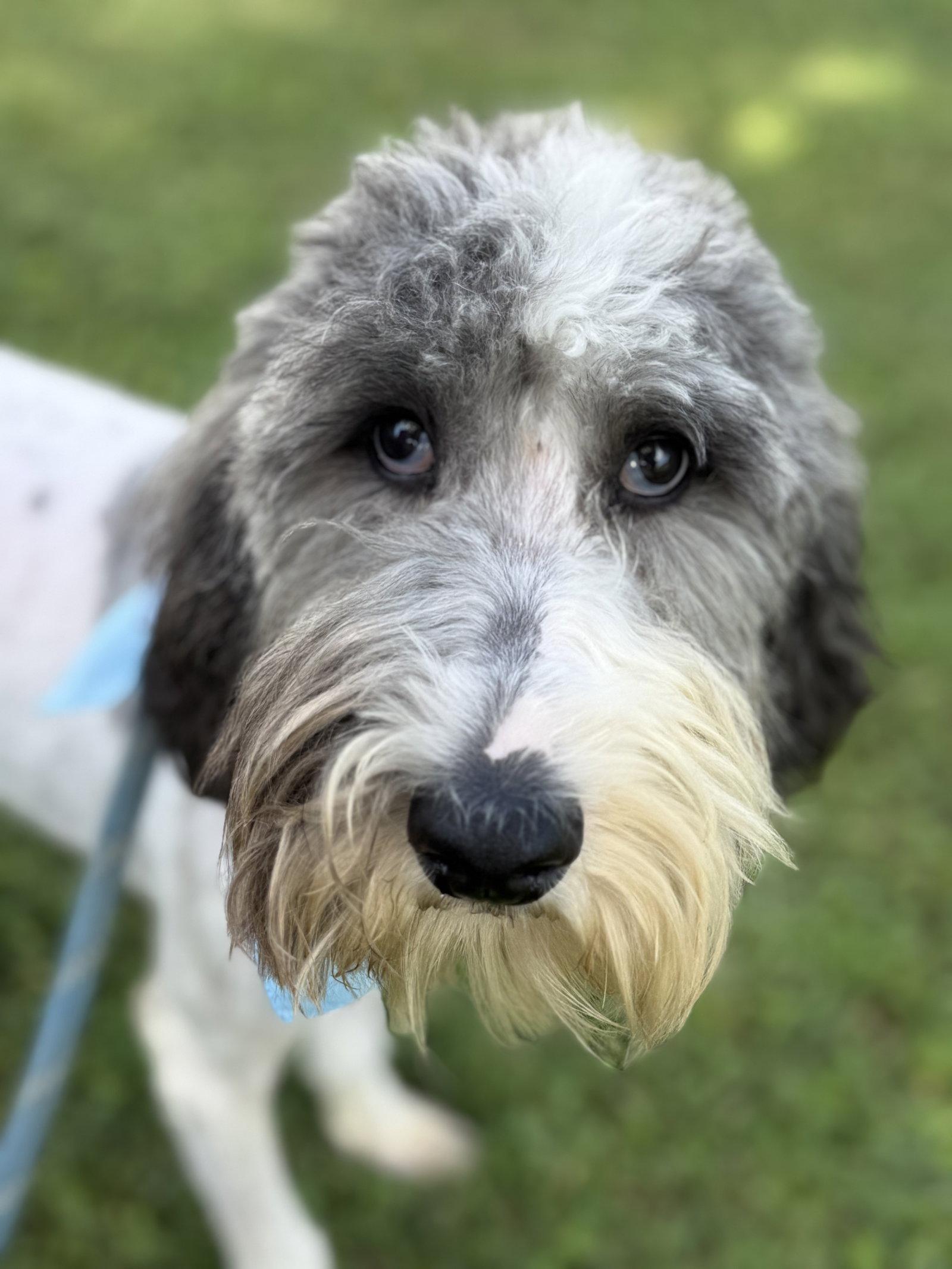 Standard Poodles for Adoption in Oak Brook, Illinois | Petfinder