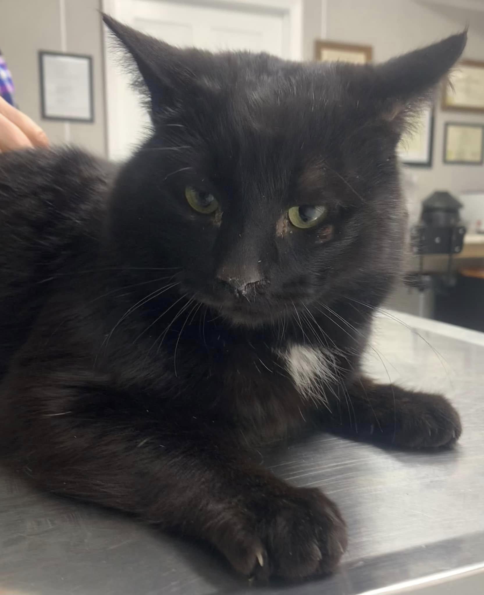 Enlarge Michael, a Adoptable Domestic Short Hair in Milford, CT image 1/1