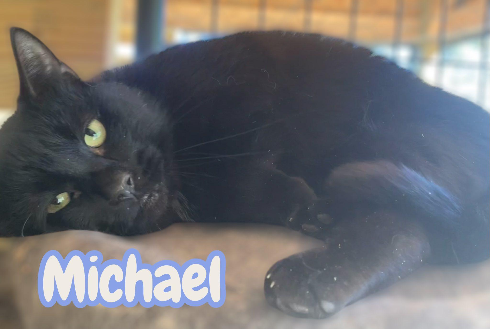 Enlarge Michael, a Adoptable Domestic Short Hair in Milford, CT image 1/1