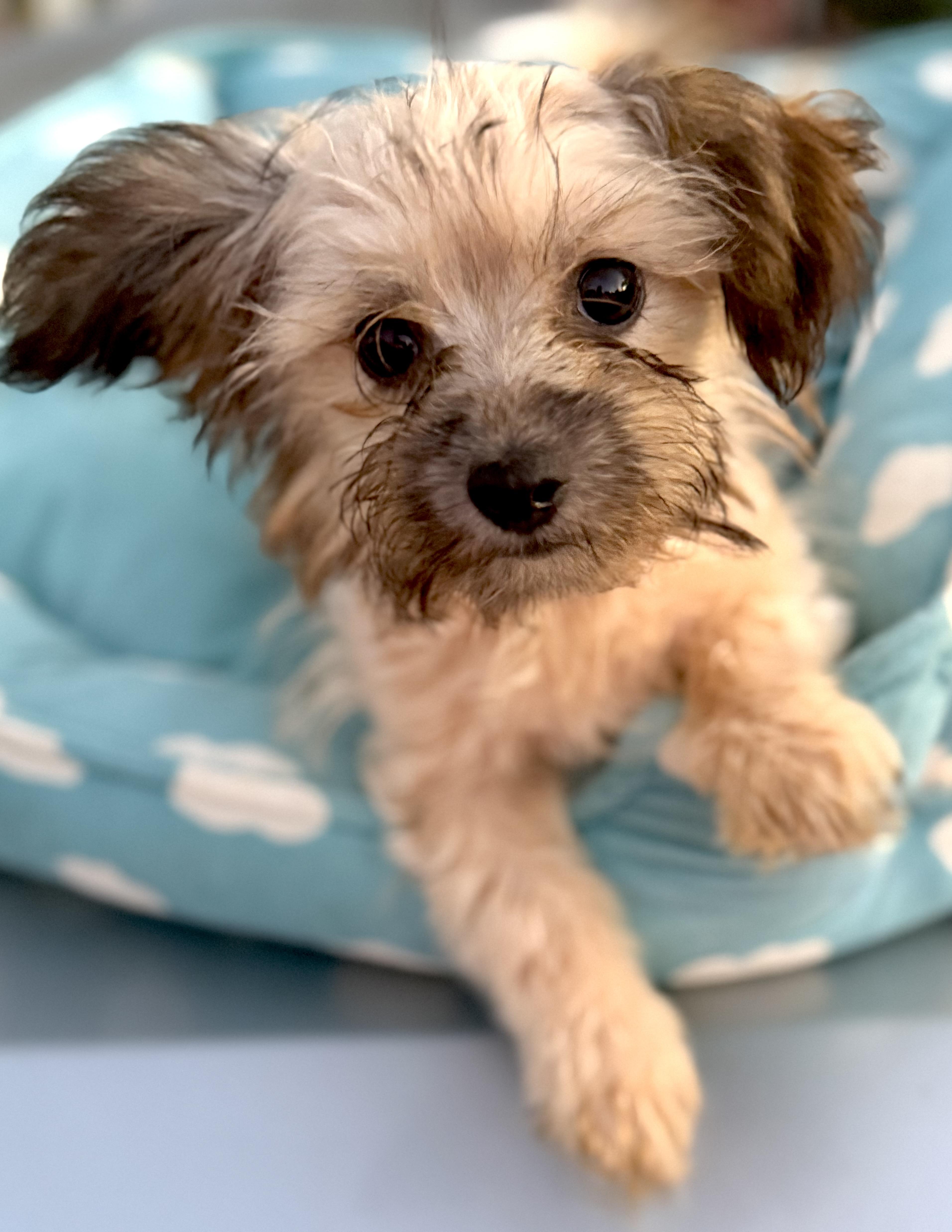 Enlarge Kevin, an adopted mixed breed in Yuba City, CA image 2/4