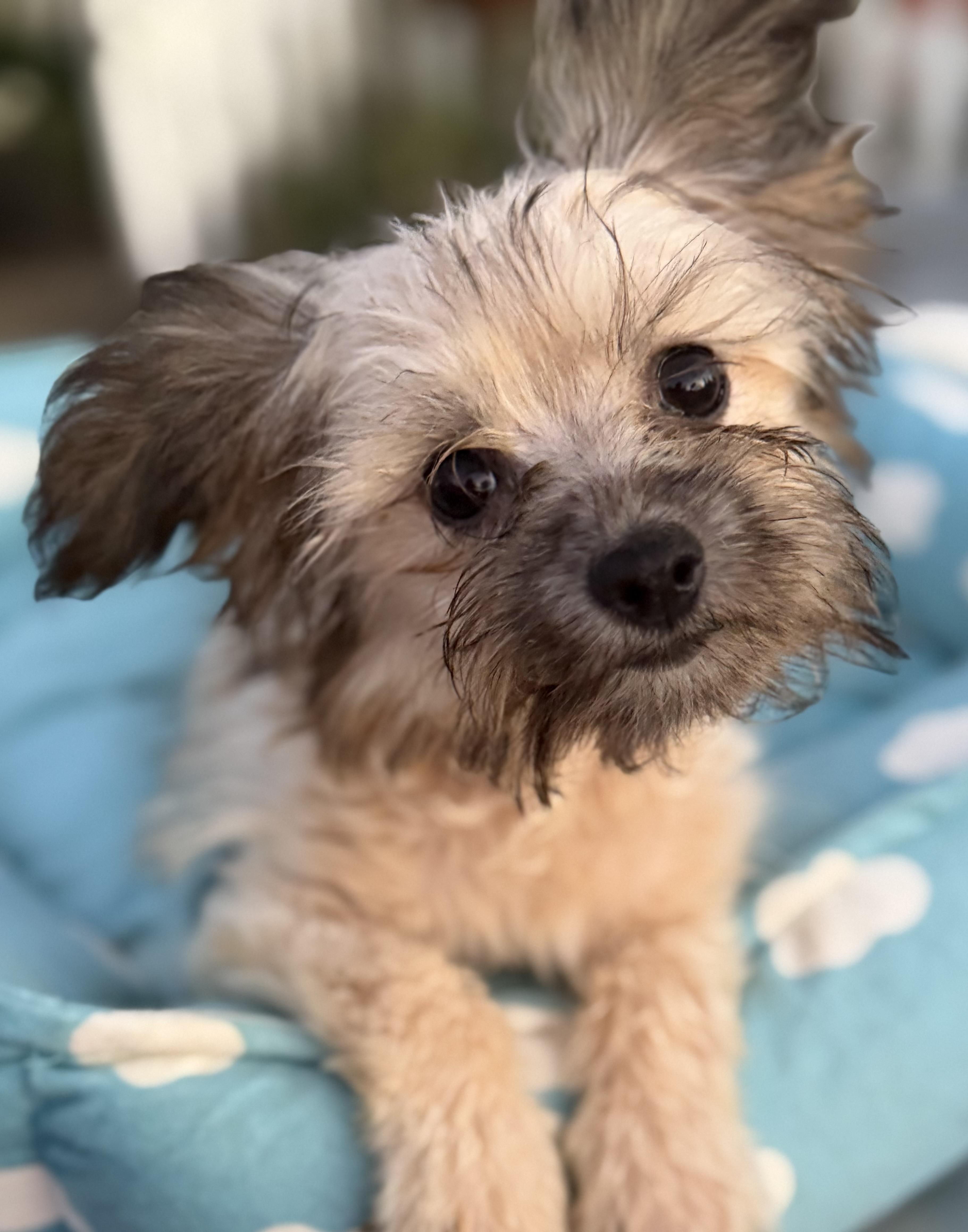 Enlarge Kevin, an adopted mixed breed in Yuba City, CA image 4/4