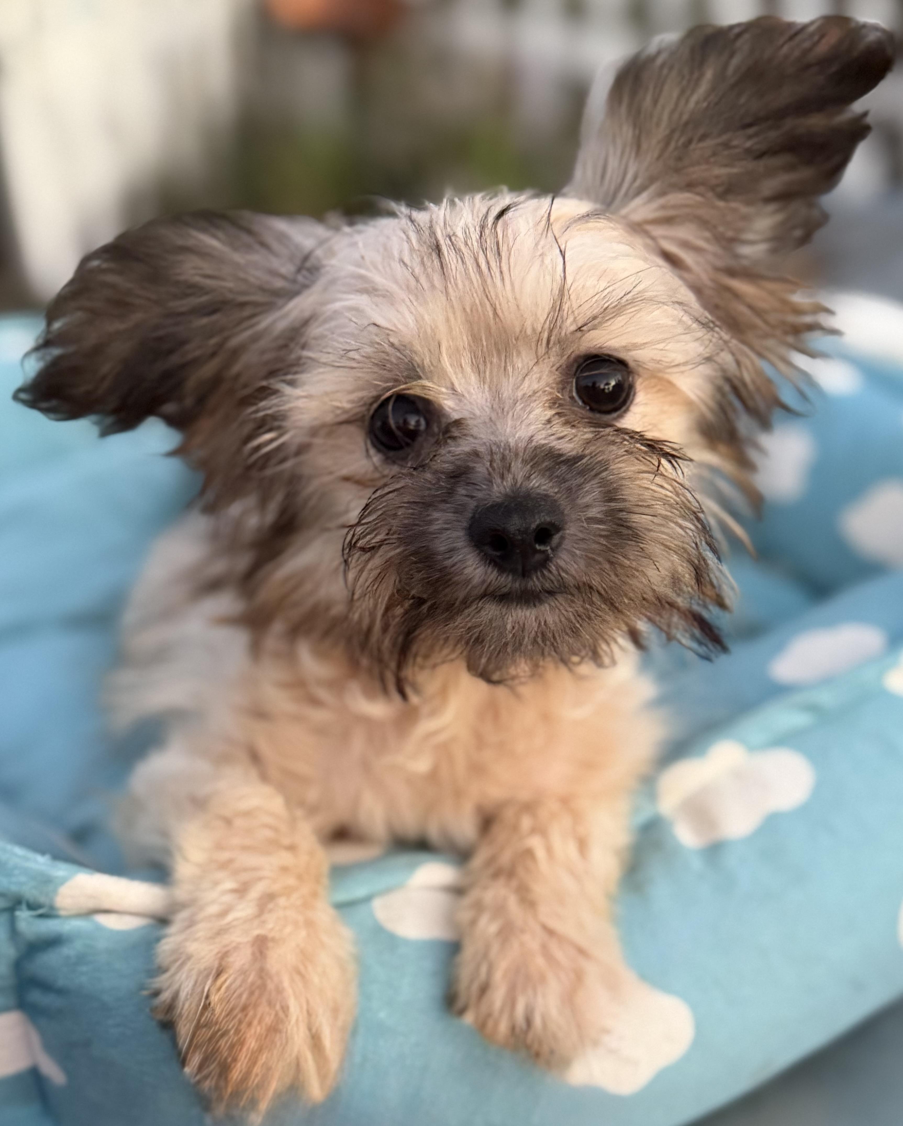 Enlarge Kevin, an adopted mixed breed in Yuba City, CA image 3/4