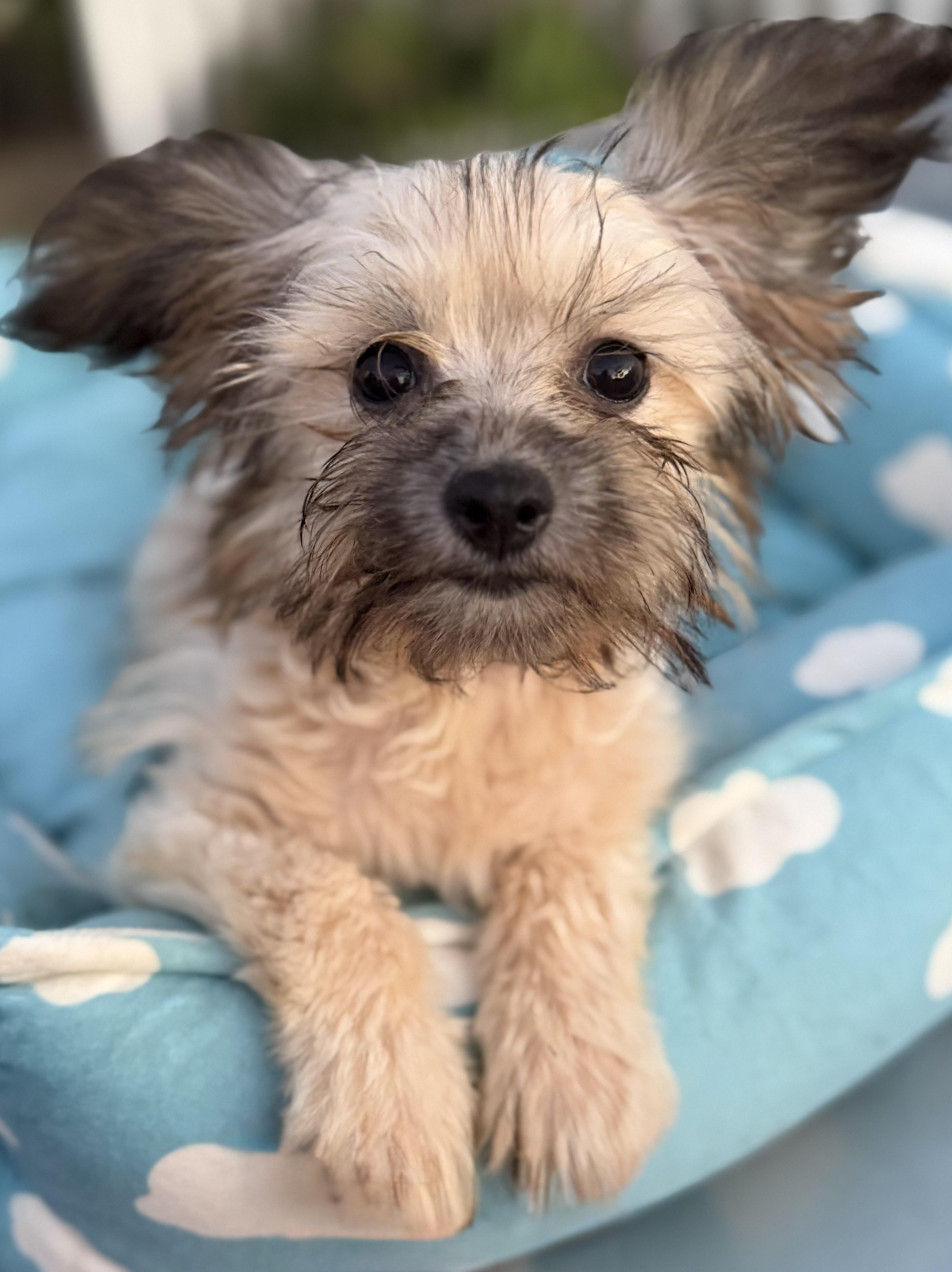 Enlarge Kevin, an adopted mixed breed in Yuba City, CA image 1/4