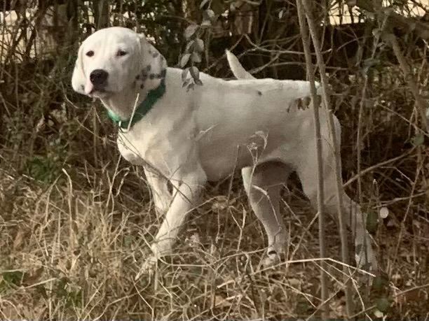 Mia (Peg-Fostered in TN) photo 1